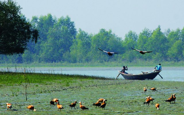 হাতিয়ার ভ্যান-চালক ও বিপন্ন পাখিরা